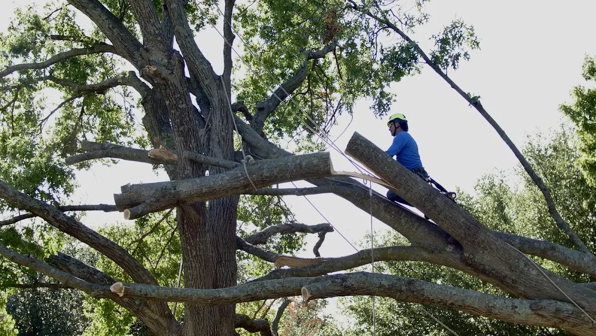 Professional Crown Thinning performed by certified arborists in Beckemeyer