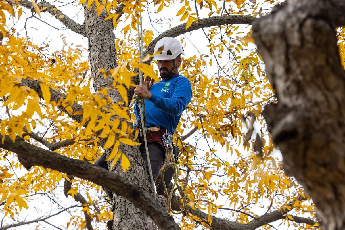 Skilled Tree Trimming crew working in Beckemeyer